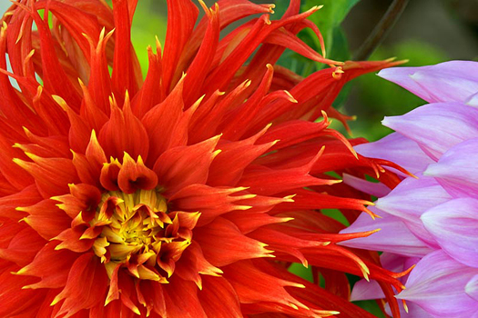 Flower closeup by Don Paulson