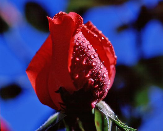 Rosebud with Dew by Robert Castellino