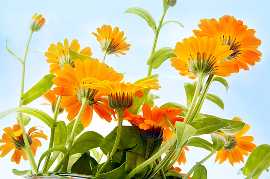 Orange flower under a blue sky