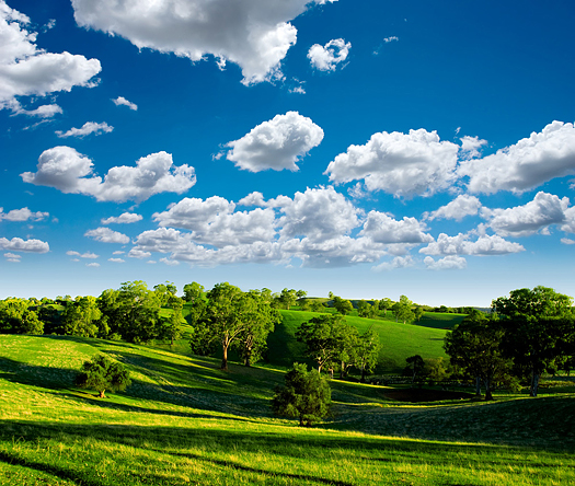 Beautiful Green Meadow