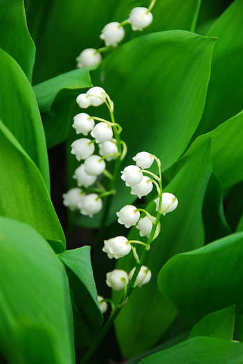 Blooming Lily-of-the-valley closeup
