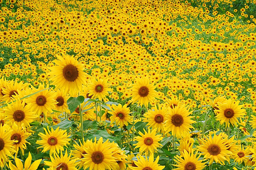 A field of sunflowers in bloom