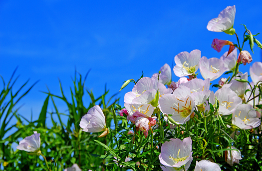 Poppies Under Blue Sky