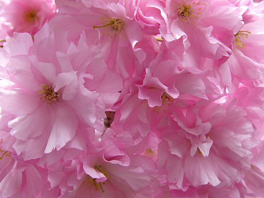 Prunus yedoensis or Japanese cherry-tree