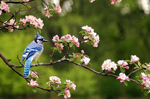 a bluejay sitting on a limb of a cherry blossom tree in the spring in indiana