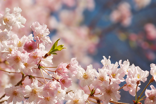 Cherry blossoms close up